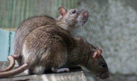 twee ratten op tafel