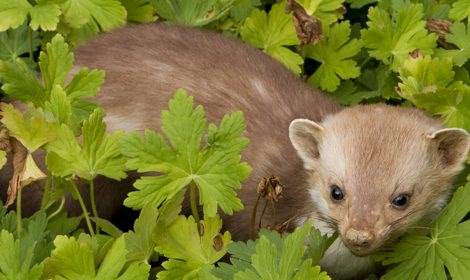 steenmarter in groene struik